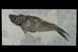 Bargain, Fossil Fish (Diplomystus) - Wyoming #158562-1